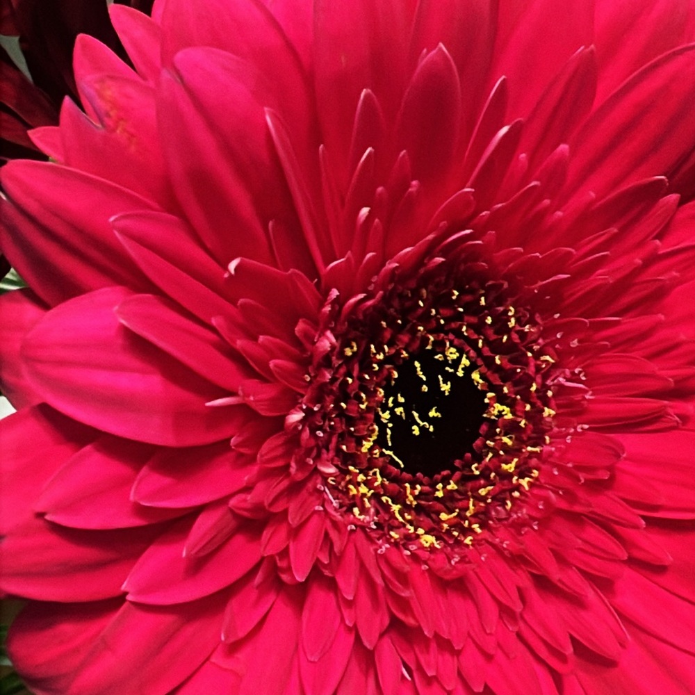 Meet your Posher, Audra